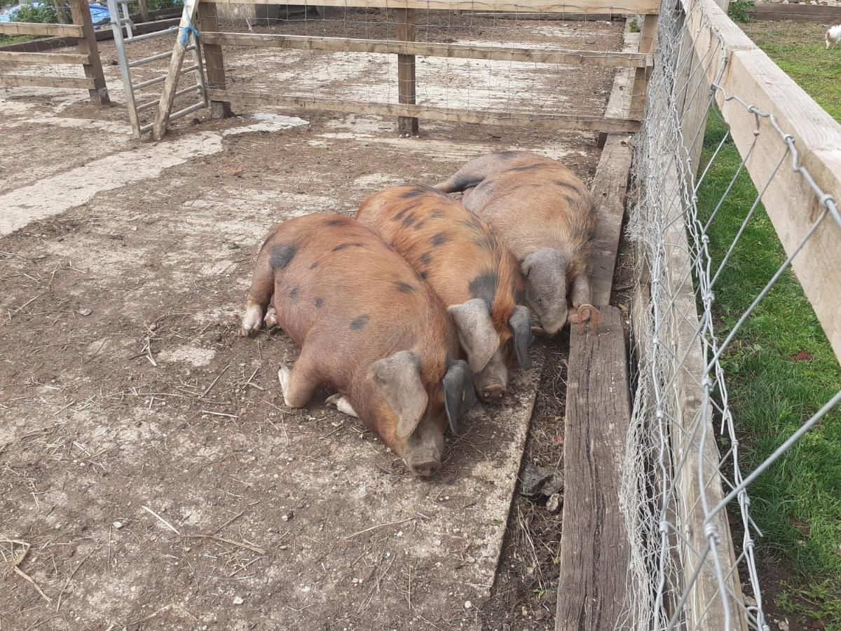 The Byre North End Farm Ashton Keynes Exterior foto